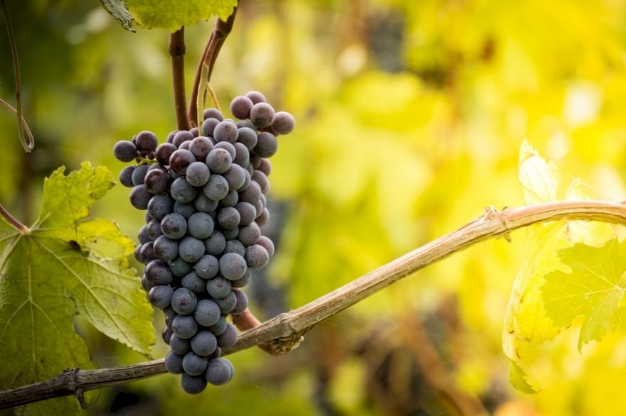 Vigneto La Morra - foto 2