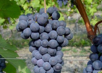 Vigneto La Morra - foto 1