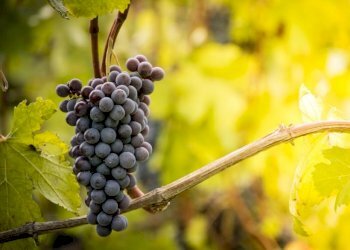 Vigneto La Morra - foto 2