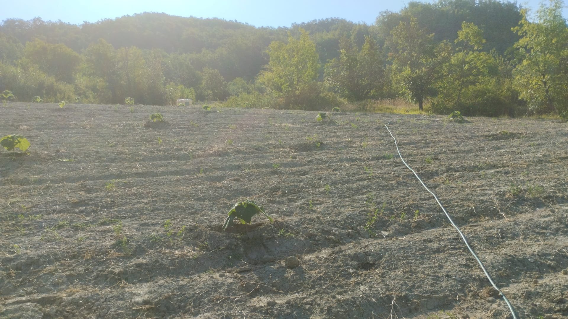 Bosco ceduo Acqui Terme - foto 1