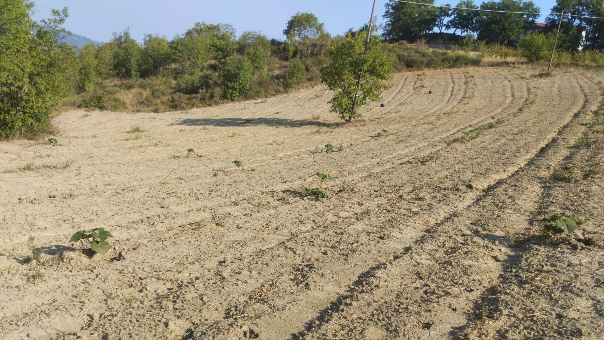 Bosco ceduo Acqui Terme - foto 2