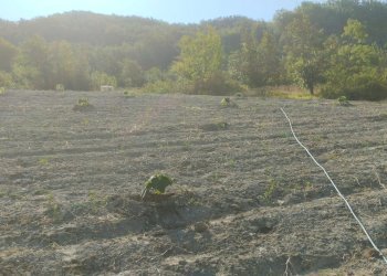 Agricultural land Acqui Terme - photo 1