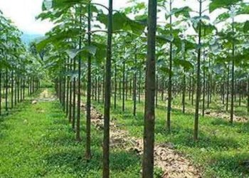 Agricultural land Acqui Terme - photo 3