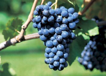 Vigneto Nizza Monferrato - foto 1