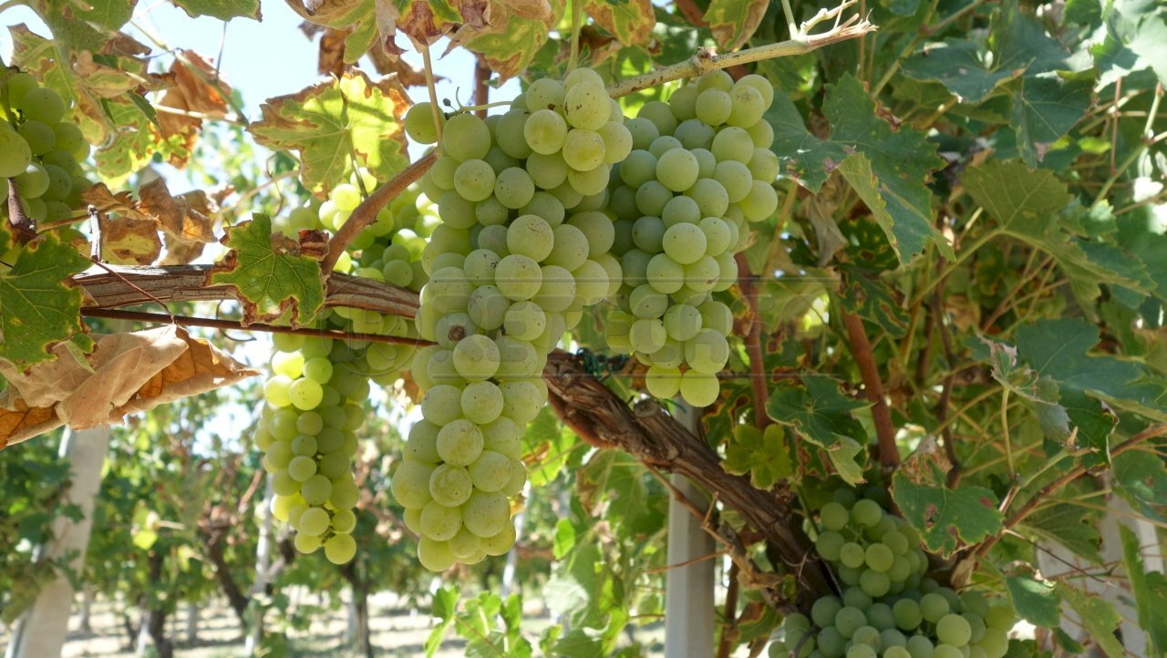 FOTO ESEMPLIFICATIVE - Azienda agricola SP21, Dolegna del Collio - foto 2