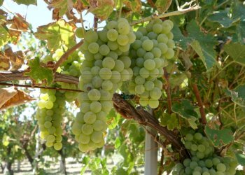 FOTO ESEMPLIFICATIVE - Azienda agricola SP21, Dolegna del Collio - foto 2