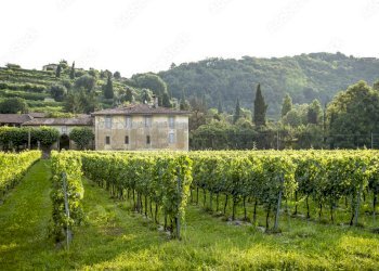 FOTO ESEMPLIFICATIVE - Azienda agricola SP21, Dolegna del Collio - foto 6