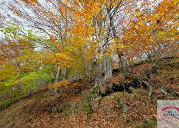 Rif 1235(Copy139).jpg - Casa indipendente Via Dano 21, Urbe - foto 11