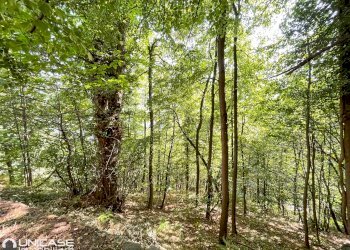 Terreno - Rustico via Maestra, Rorà - foto 5