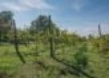 Four-room apartment Ravenna - photo 1