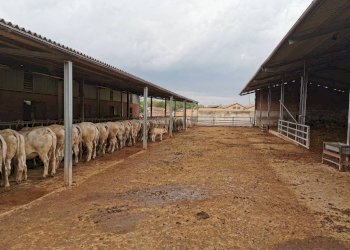 Rustico Montemagno - foto 26