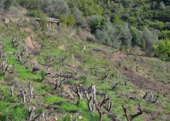 Terreno edificabile Località Massabç, Perinaldo - foto 4
