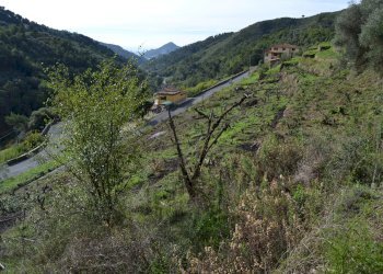 Terreno edificabile Località Massabç, Perinaldo - foto 6