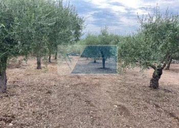 Terreno agricolo Contrada Trigona, Solarino - foto 2