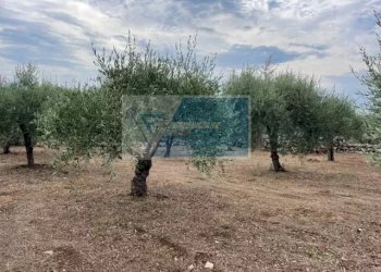 Terreno agricolo Contrada Trigona, Solarino - foto 3