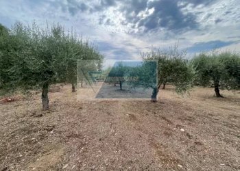 Terreno agricolo Contrada Trigona, Solarino - foto 4