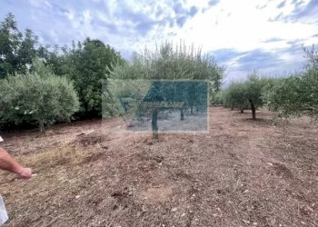 Terreno agricolo Contrada Trigona, Solarino - foto 5