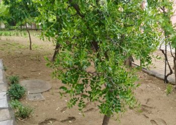 Appartamento dei Papaveri, Cervia - foto 13