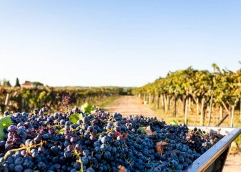 Villa via dei Partigiani, 5/a, Valeggio sul Mincio - foto 5