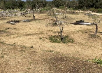 71E43108-C284-4819-A5C7-831E8304412C.jpeg - Casa indipendente Contrada Malandrino, Ostuni - foto 8