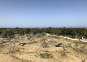 A861445B-DD96-4527-9067-4A4E23E770DE.jpeg - Casa indipendente Contrada Malandrino, Ostuni - foto 10