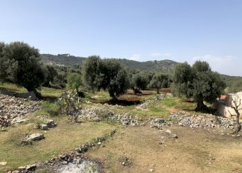 E997B33C-EE34-48E8-83AE-1A51DC184D03.jpeg - Casa indipendente Contrada Malandrino, Ostuni - foto 11