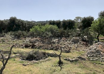 F564E87F-8F87-429E-93BB-D14D34DF3ED2.jpeg - Casa indipendente Contrada Malandrino, Ostuni - foto 12