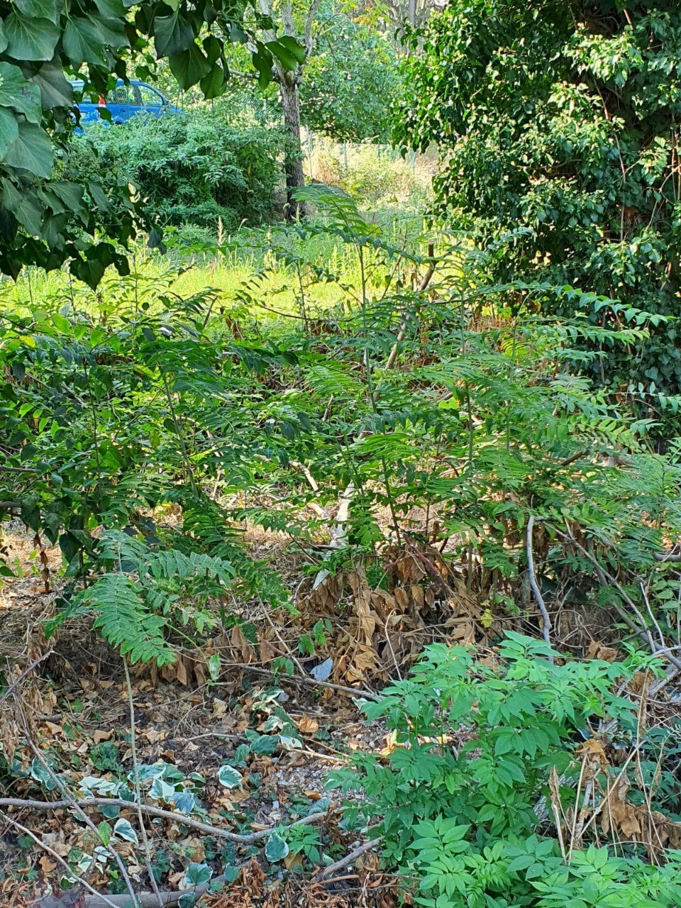 Terreno edificabile Reggio nell'Emilia - foto 2