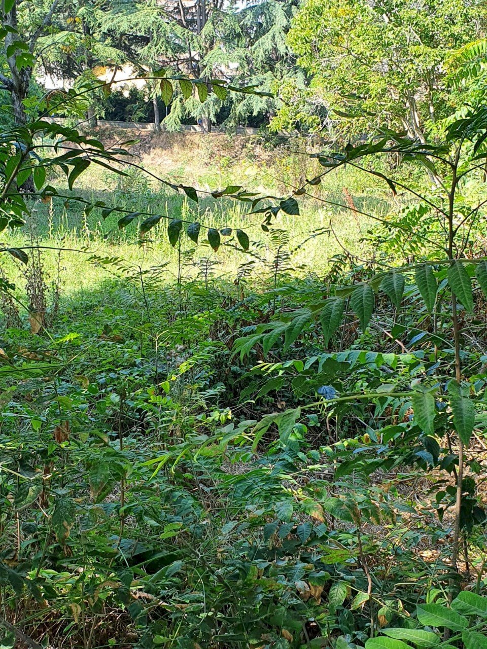Terreno edificabile Reggio nell'Emilia - foto 3