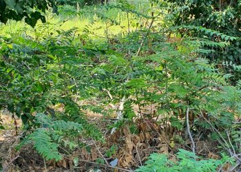 Terreno edificabile Reggio nell'Emilia - foto 2