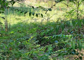 Terreno edificabile Reggio nell'Emilia - foto 3