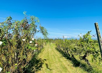 Villa Unifamiliare Località Rondinelli, Peschiera del Garda - foto 14