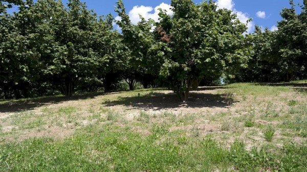 Terreno seminativo arborato Cortemilia - foto 1