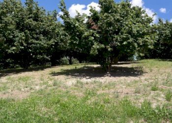 Terreno seminativo arborato Cortemilia - foto 1