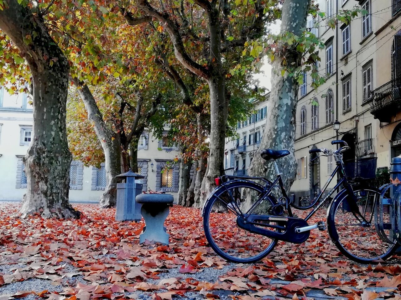 Lucca Piazza Napoleone.jpg - Commercial Premises Lucca - photo 1