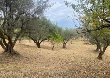 Terreno agricolo via Fiume Falco, Carini - foto 1