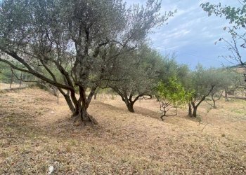 Terreno agricolo via Fiume Falco, Carini - foto 2