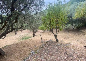 Terreno agricolo via Fiume Falco, Carini - foto 4
