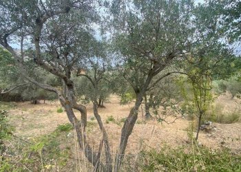 Terreno agricolo via Fiume Falco, Carini - foto 10