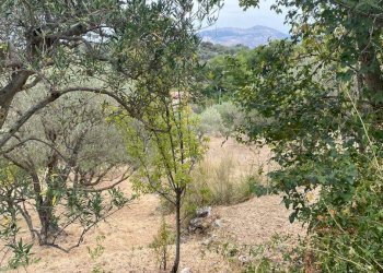 Terreno agricolo via Fiume Falco, Carini - foto 11