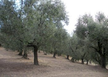Rustico Castrocaro Terme e Terra del Sole - foto 18