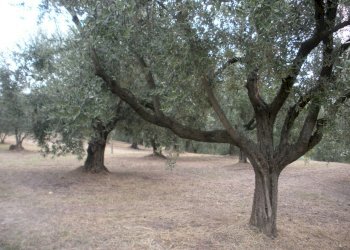Rustico Castrocaro Terme e Terra del Sole - foto 19