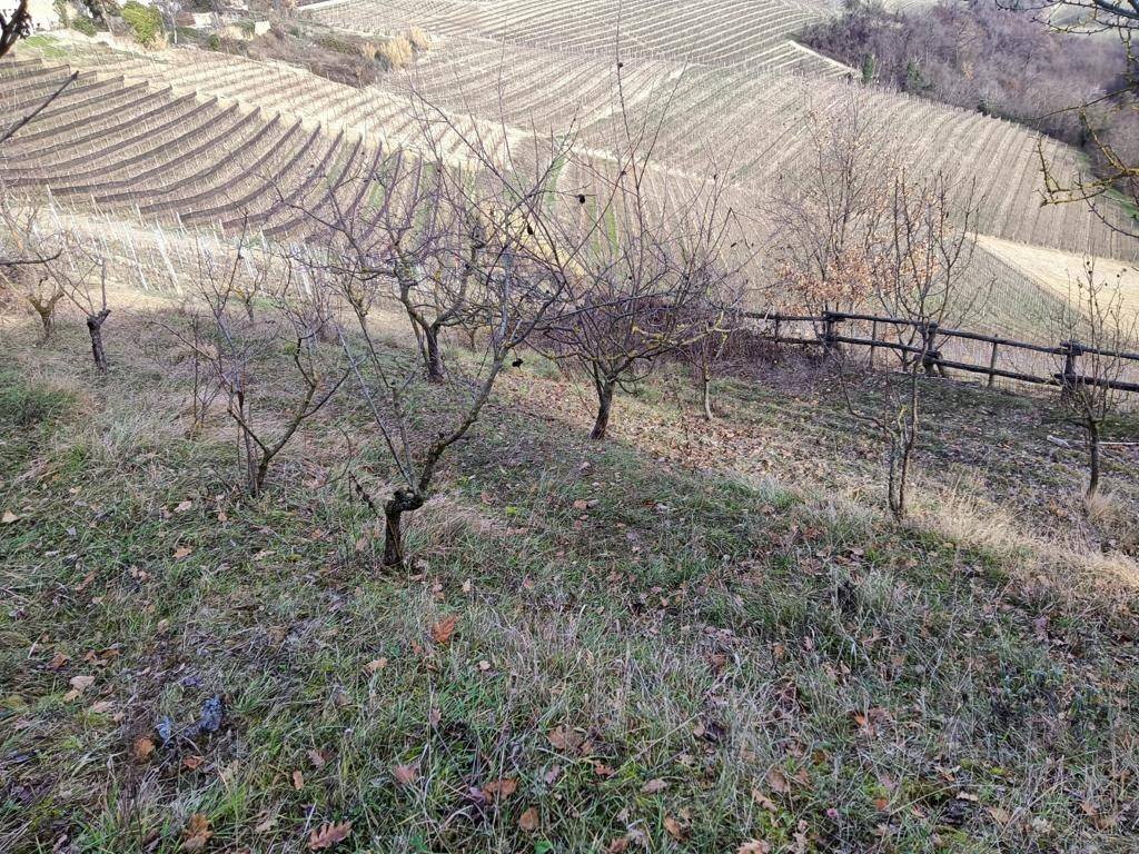 Agricultural land Via Roddino, Serralunga d'Alba - photo 3