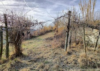 Agricultural land Via Roddino, Serralunga d'Alba - photo 1