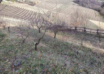 Agricultural land Via Roddino, Serralunga d'Alba - photo 3