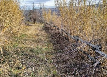 Agricultural land Via Roddino, Serralunga d'Alba - photo 5