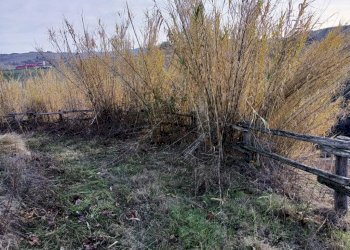 Agricultural land Via Roddino, Serralunga d'Alba - photo 6
