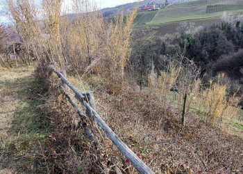 Agricultural land Via Roddino, Serralunga d'Alba - photo 7