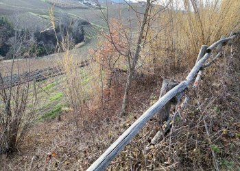 Agricultural land Via Roddino, Serralunga d'Alba - photo 15
