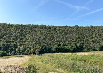 IMG-20231005-WA0037.jpg - Agricultural land via san rocco, Arcugnano - photo 7